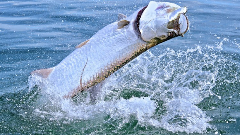 iOutdoor Fishing Adventures