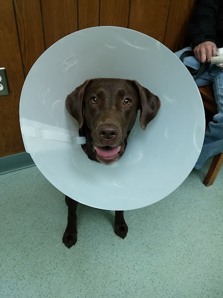 Sea Islands Veterinary Hospital - Veterinarian in Charleston
