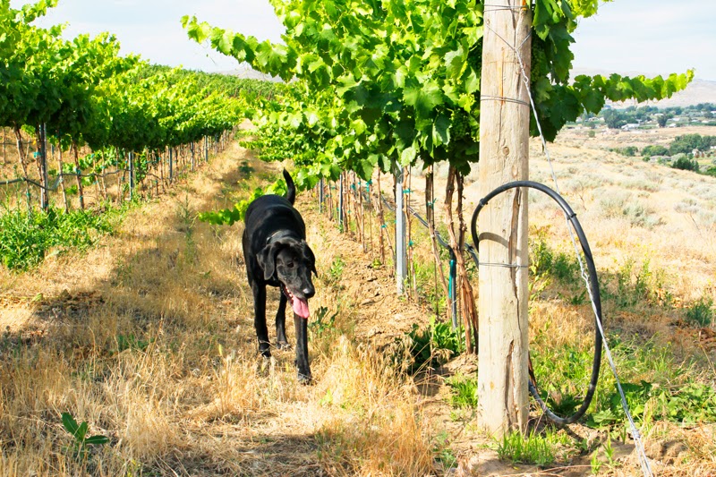 Welcome Road Winery - Winery in Seattle