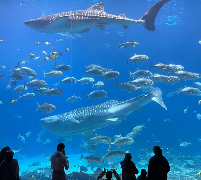 Georgia Aquarium