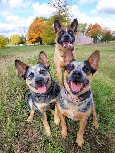 Jimbabwe Acres - Veterinarian in South Haven