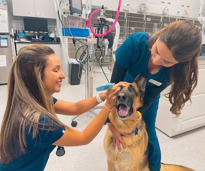 Furever Vets Central Urgent Care & Pet Resort