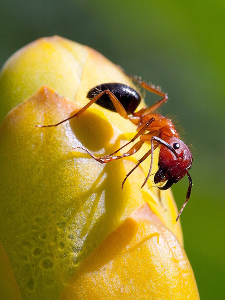 Smyrna Pest Control