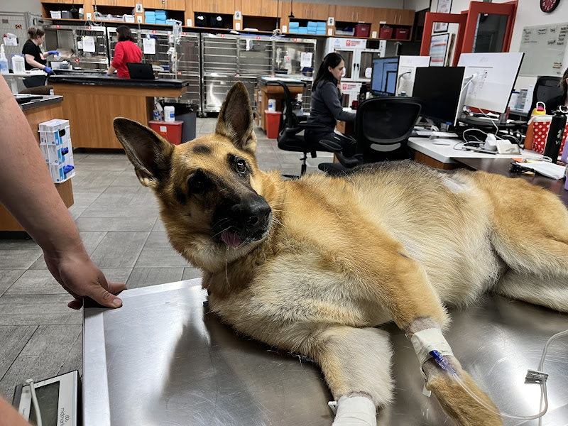 Veterinary Emergency Group