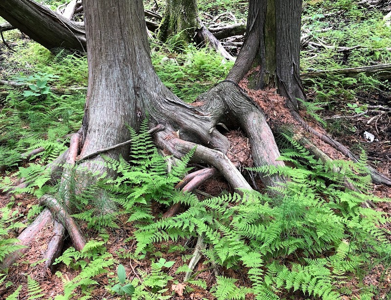 Ephraim Wetland Preserve Trail - Hiking area in WI 54212