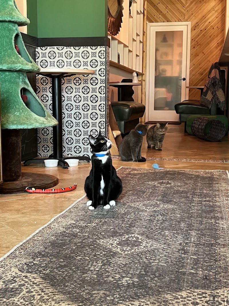 Cara's Cat Cafe photo