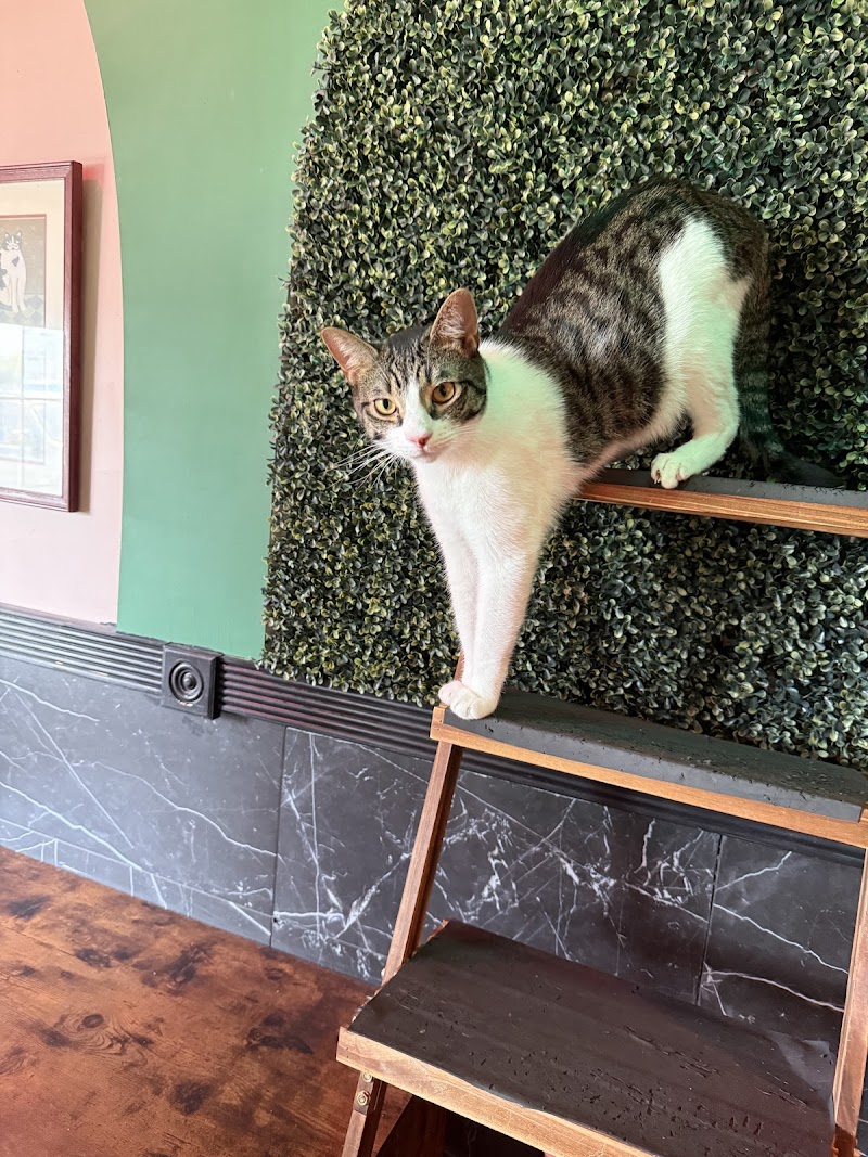 Cara's Cat Cafe photo