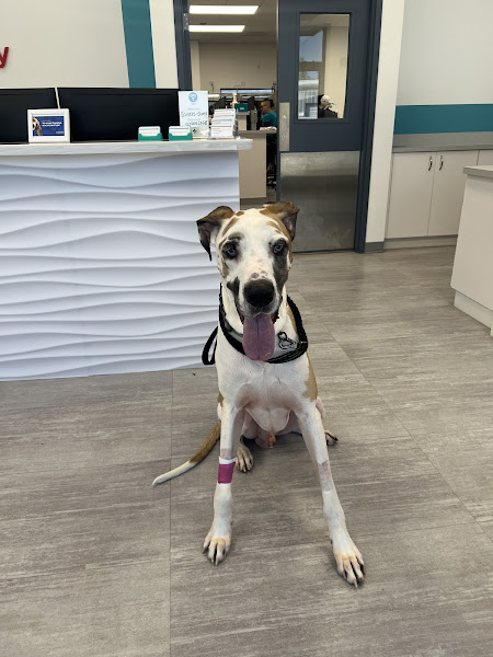 ECoVets Veterinary Specialists and Emergency