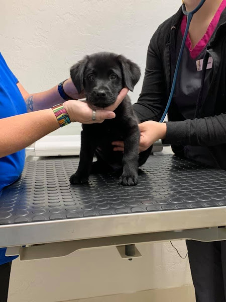 Glencoe Veterinary Hospital - Animal hospital in New Smyrna Beach