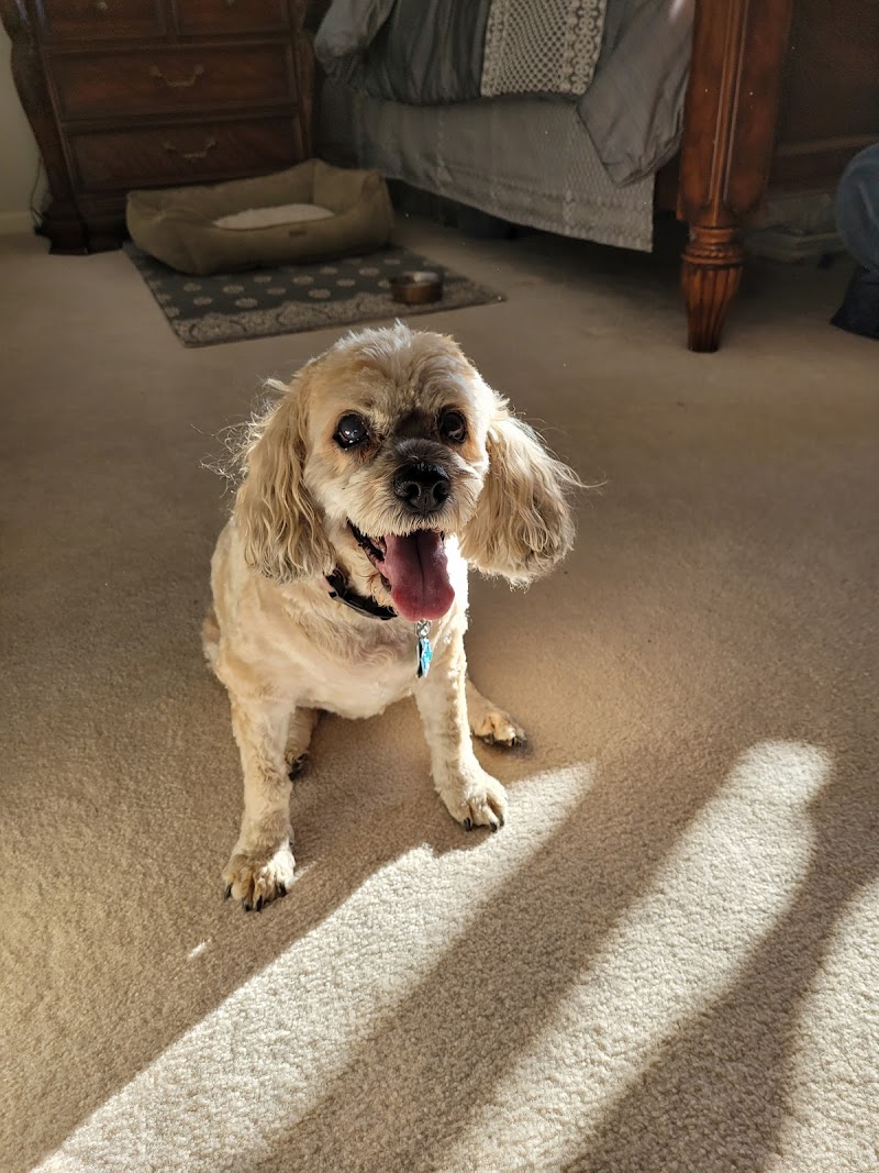 Groomed by Sarah LLC - Pet groomer in Elkhorn