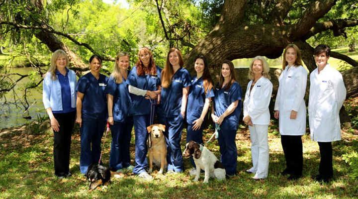 VCA Charles Towne Animal Hospital - Veterinarian in Charleston