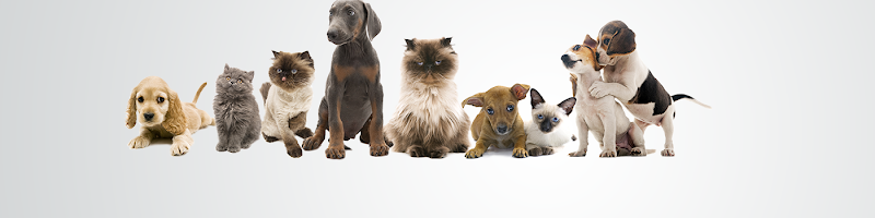 Eastside Veterinary Hospital PC