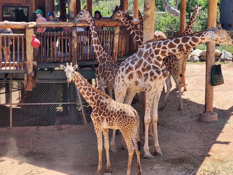 Cheyenne Mountain Zoo photo
