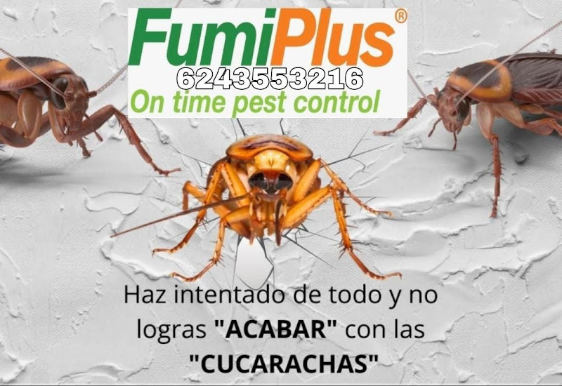 Fumiplus - Pest control service in El Medano Ejidal