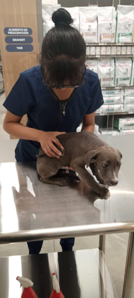 Centro Veterinario Ani-Malitos Cabo San Lucas - Veterinarian in El Medano Ejidal