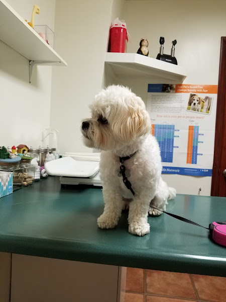 South Haven Animal Hospital - Veterinarian in South Haven