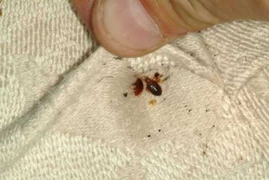 Elite Pests Control LLC