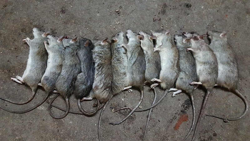 Rat Control & The Exterminators And Dryer Vent Cleaning Service Naples, FL photo