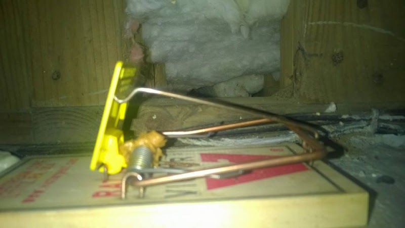 Rat Control & The Exterminators And Dryer Vent Cleaning Service Naples, FL photo