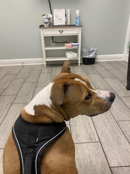 Capital Veterinary Specialists - Doctor in your area