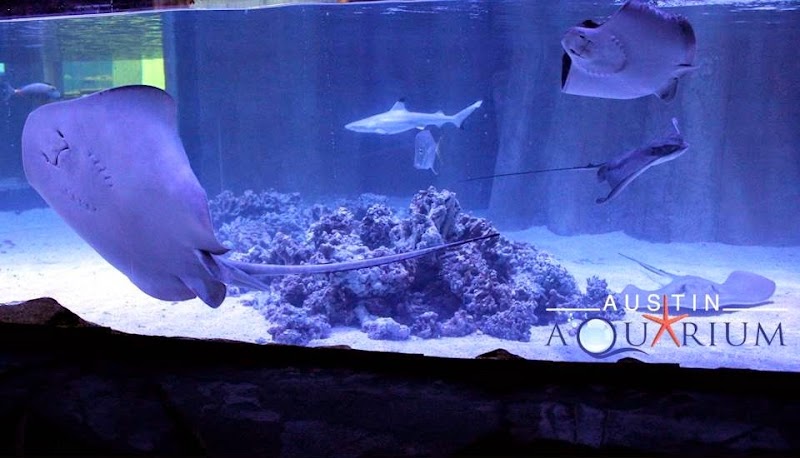 Austin Aquarium