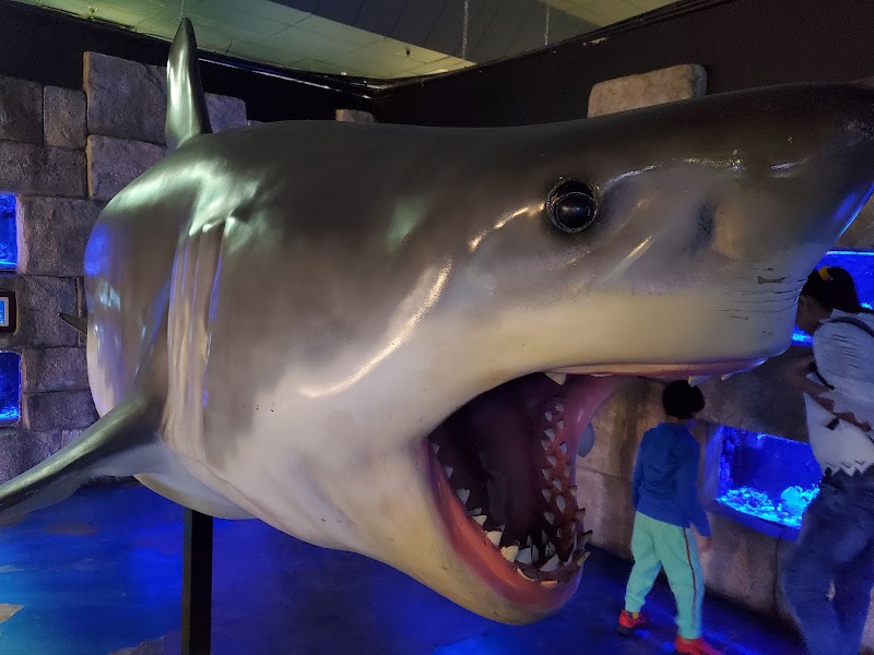 Austin Aquarium photo