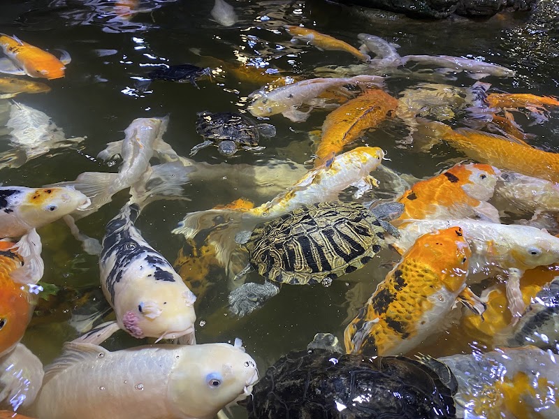 Austin Aquarium photo