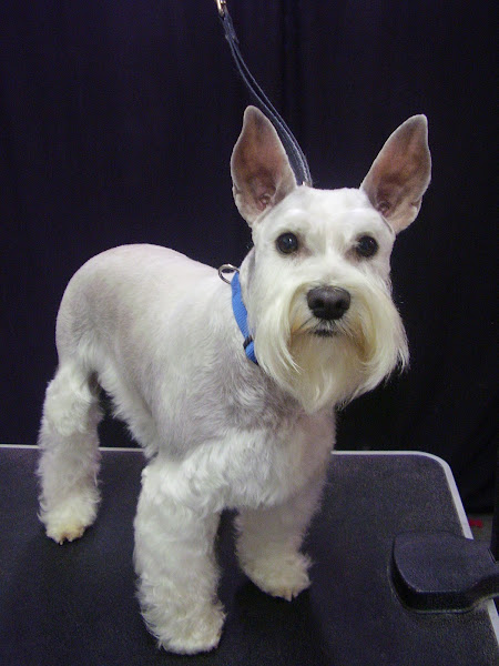 Spot On Grooming