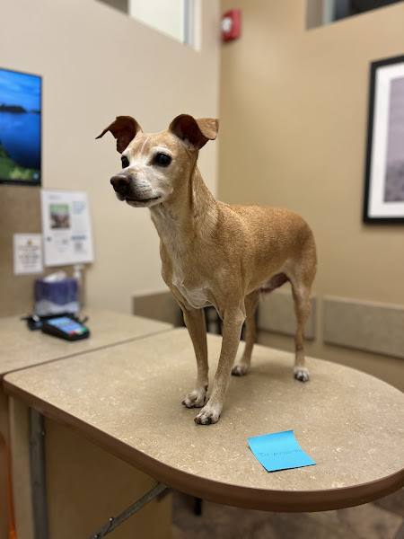 Lovet Pet Health Care - Madison