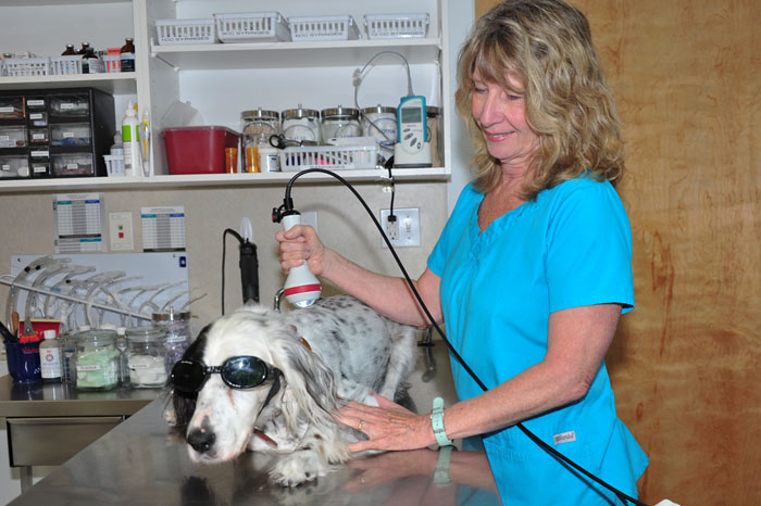 Soundside Animal Hospital