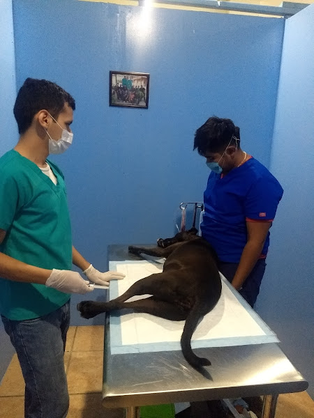 Fierito's Vet Clinic - Animal hospital in Av. Leona Vicario