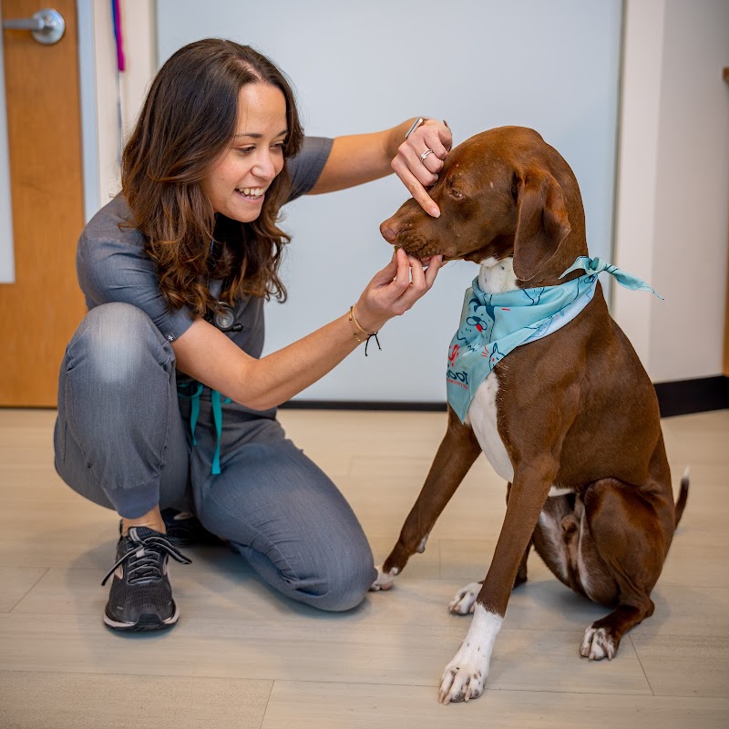 Sploot Veterinary Care - RiNo photo