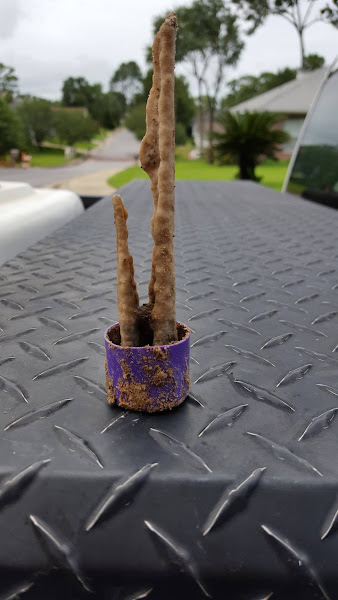 Anchor Pest Control, Inc.