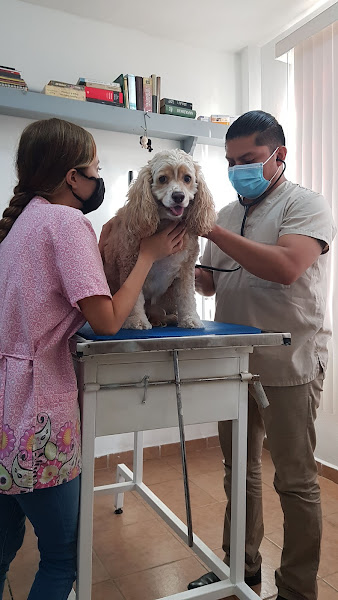 Dr. Adrian Sixto - Clínica Veterinaria - Veterinarian in Benito Juárez