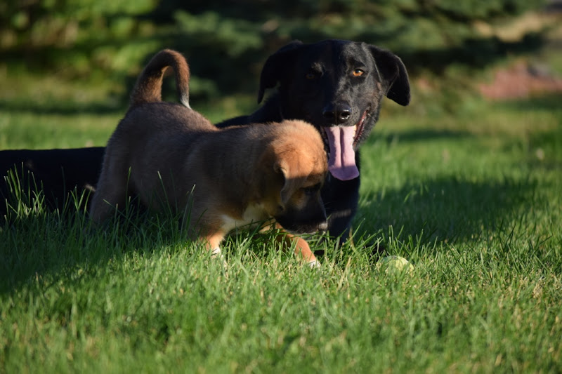 Baumgardner Veterinary Care: Scott and Jennifer Baumgardner DVM