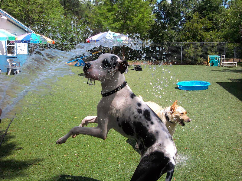 Coastal Veterinary Hospital & Pet Resort