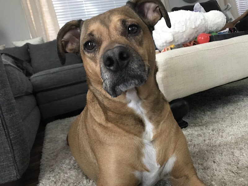 Scottsdale Ranch Animal Hospital