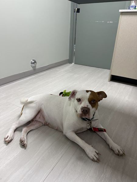 Premier Pet Care of Wilton Manors Animal Hospital