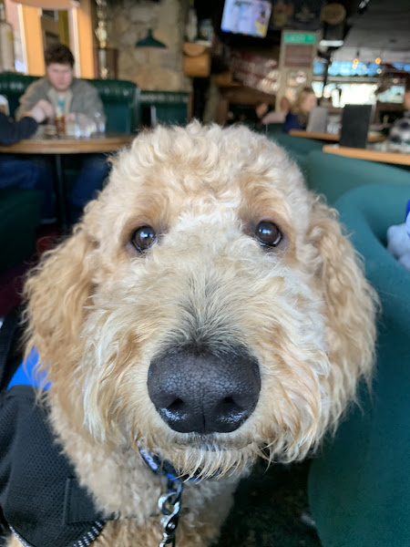 Angie's Groomingdales - Pet groomer in Coeur d'Alene