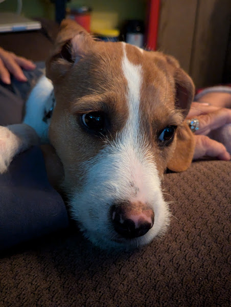 North Deering Veterinary Hospital