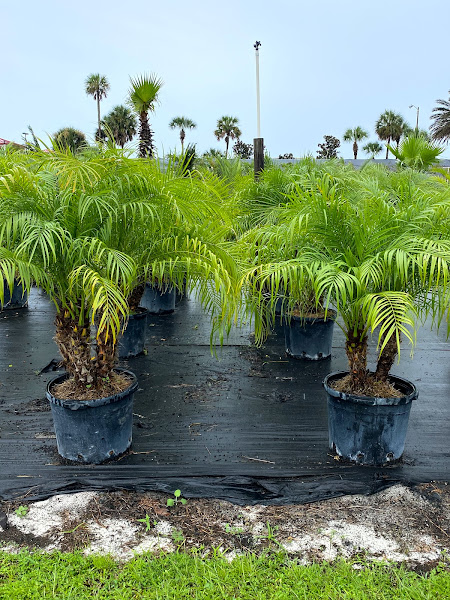 Lisenby Palms Inc.