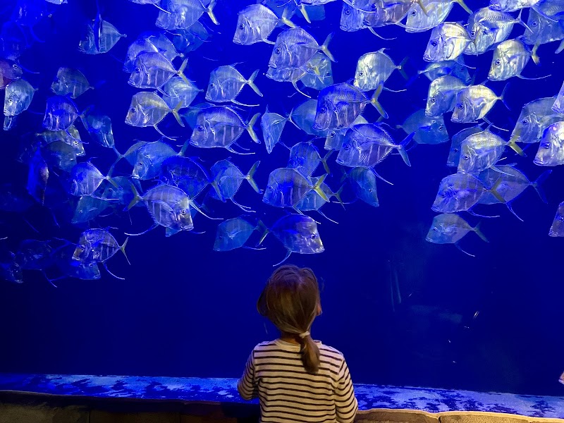 Audubon Aquarium photo