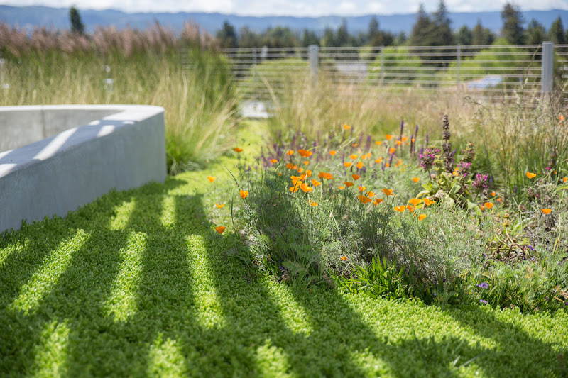 RANA - Landscape architect in Carmel-By-The-Sea