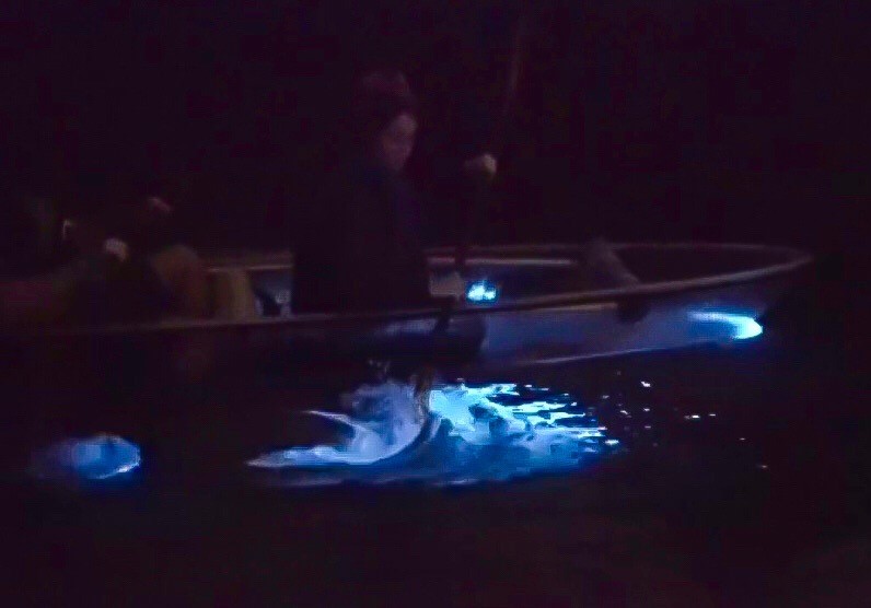 Bioluminescence Tours - Cocoa Beach - Tourist attraction in Cocoa Beach