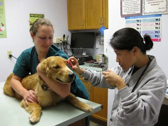 VCA Kaneohe Animal Hospital - Veterinarian in Kaneohe