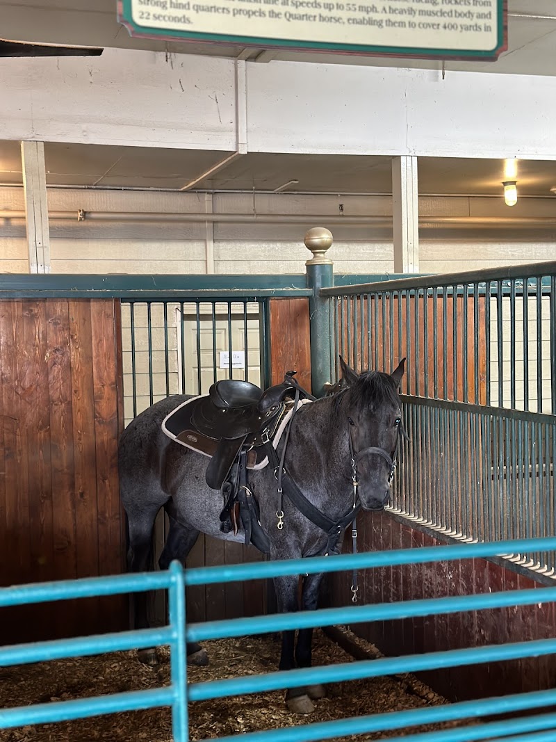 Dolly Parton's Stampede photo