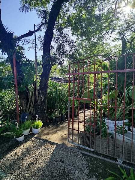 D, Andrys jardín - Lawn care service in Puerto Plata 57000