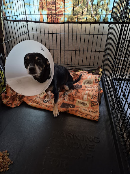 Kindness Counts Spay and Neuter Clinic