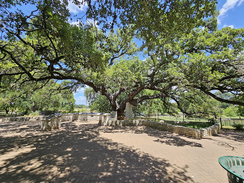 Founders Oak - Tourist attraction in New Braunfels