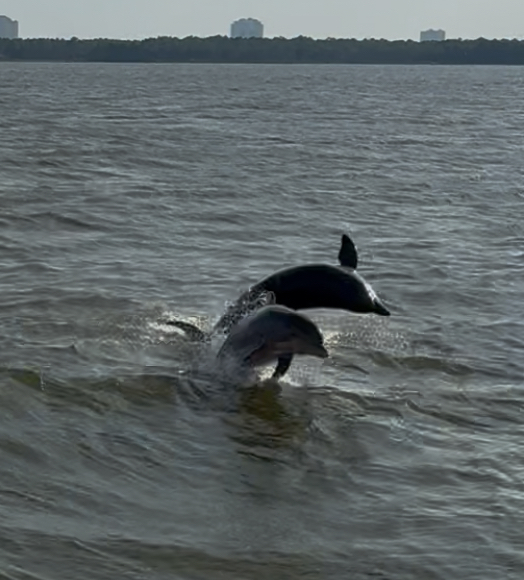 Sunny Lady Dolphin Cruises at The Wharf photo